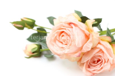 Róża gał. Charlotte (podsuszana) TAJ1001 lt peach