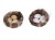 tg81214-mix2.jpg.jpeg