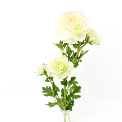 Pełnik gał. SUN852 lt green edge pink #2010