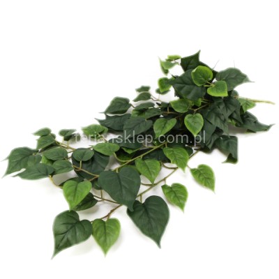 Bluszcz B013 AB łezka zielona