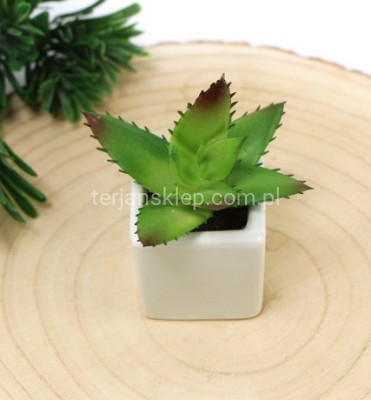 Aloes sukulent w doniczce B040
