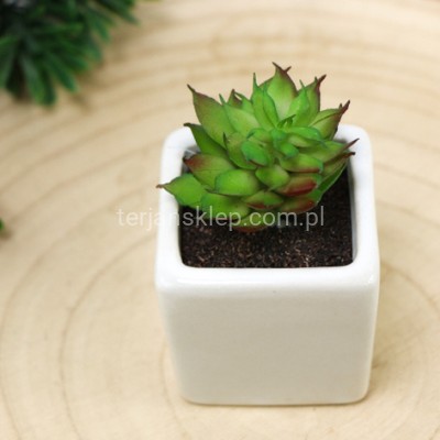 Haworthia sukulent w doniczce B040