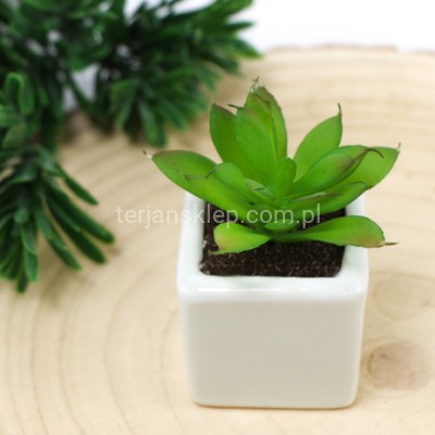 Rojnik murowy sukulent w doniczce B040