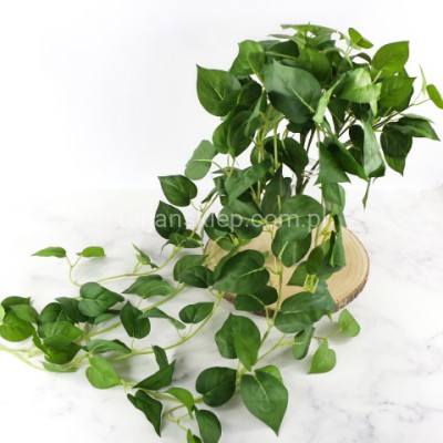 Zwis bluszcz filondendron BL082 green