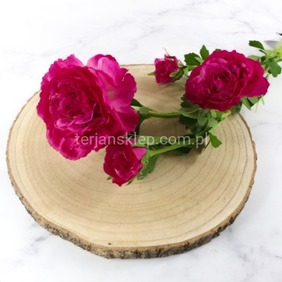 Pełnik gał. SUN852 fuchsia #2361