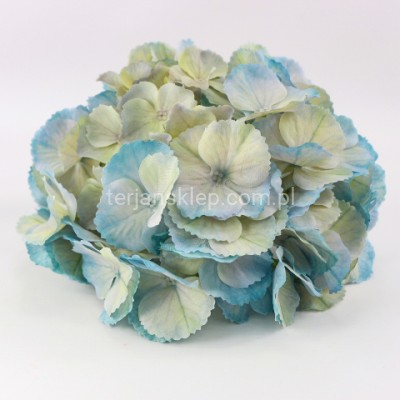 Hortensja wyrobowa CV35651 blue lt green #18