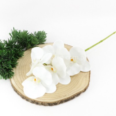 Storczyk gałązka LEV011 white