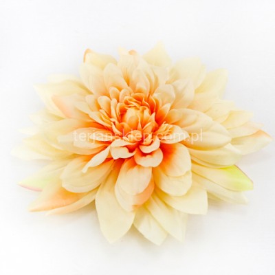Dalia wyrobowa GIGANT CW39 (1 szt) peach