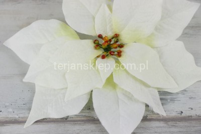 Gwiazda betlejemska H252 cream