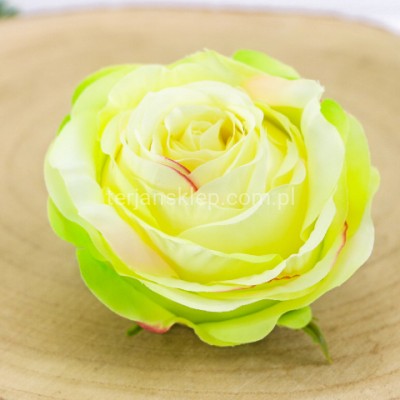 Róża wyrobowa HYBRID (12 szt) SUN891 lt green edge pink #1960