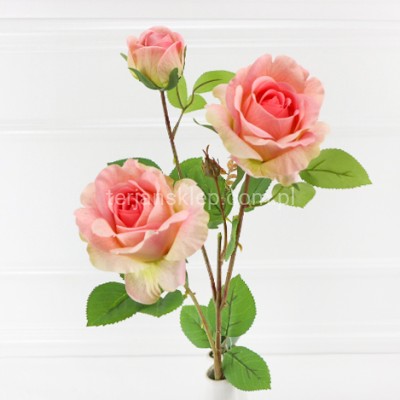 Róża gał. Isabelle CV35475 pink