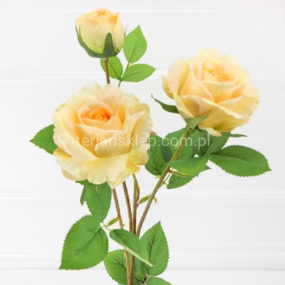 Róża gał. Isabelle CV35475 lemon