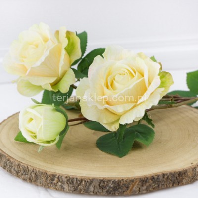 Róża gał. Isabelle CV35475 dr cream green