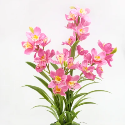 Storczyk poczwórny WANDA MEGA LA726 pink