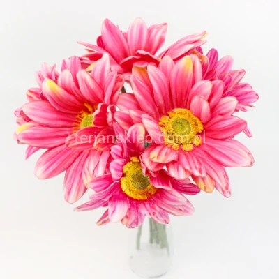 Gerbera gałązkowa (wiązka) PIANKA CV32650 dk pink