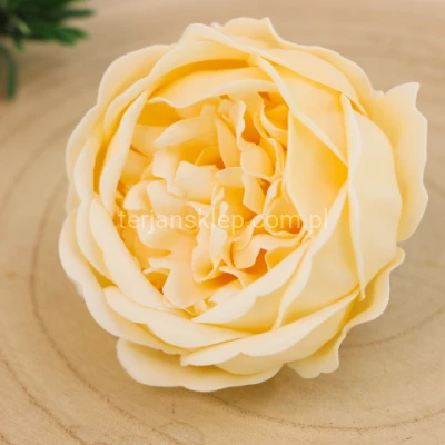 Piwonia mydlana PACHNĄCA SK PIW1371 vanilla