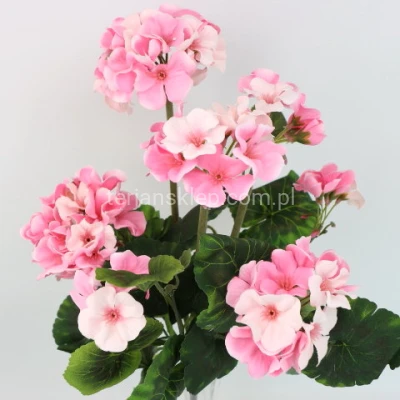 Pelargonie bukiet J103 lt pink