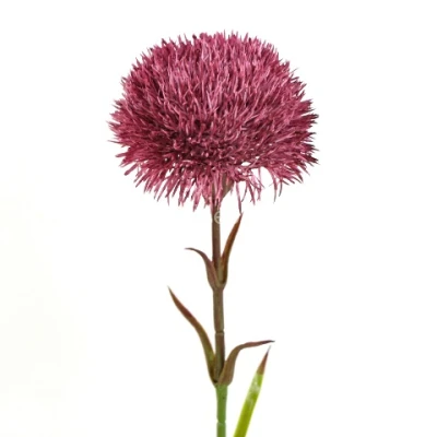 Dianthus kulisty BUK1031 eggplant