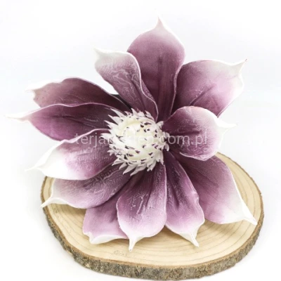 Magnolia pik pianka VIP6601 violet