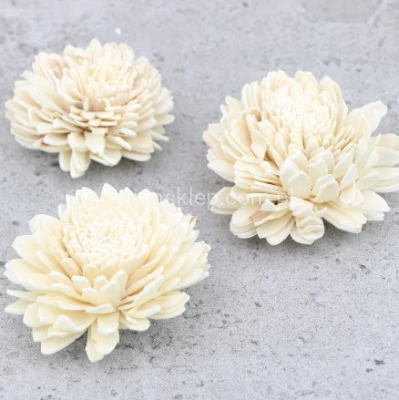 Cynia suszona shola (12 szt) SU SOLZIN8GL12