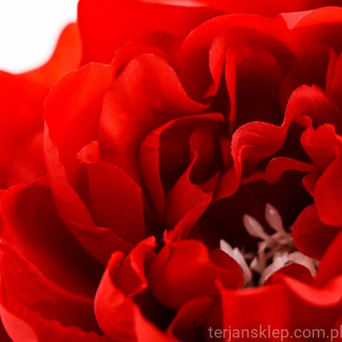 Terjan_2058 (28).JPG