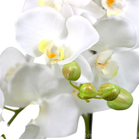 TERJAN_2113 (13).jpg