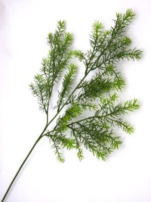 Asparagus potrójny CB66