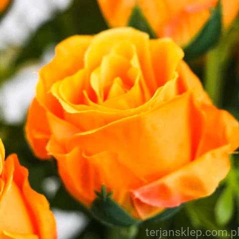 TERJAN_2566 (114).JPG