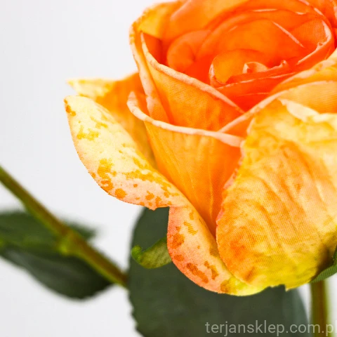 TERJAN_3958 (20).jpg