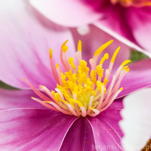 TERJAN_3958 (36).jpg