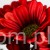 TERJAN_3958 (70).jpg