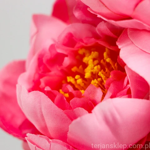 TERJAN_3958 (76).jpg