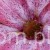 TERJAN_3958 (124).JPG