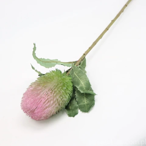 IMG (4383).JPG