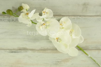 Storczyk SUN315 cream #1431