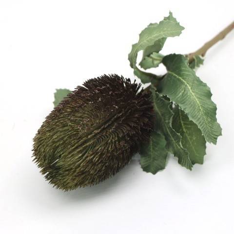 IMG (4373).JPG