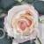 s (34803).JPG