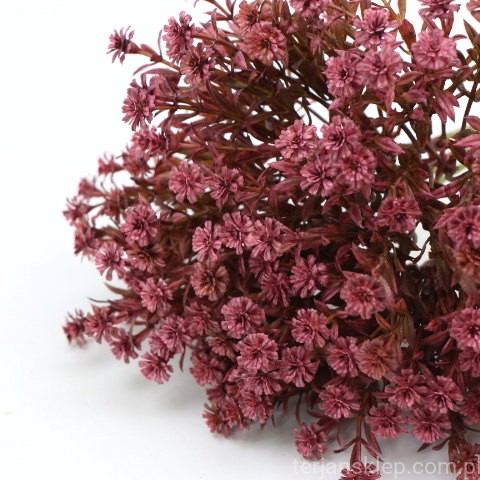 IMG (35037).JPG