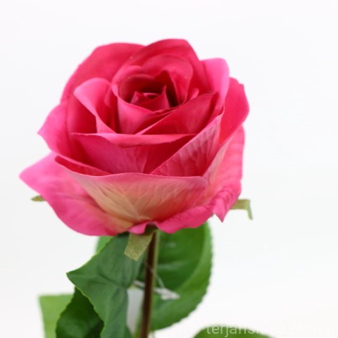 img (35234).JPG