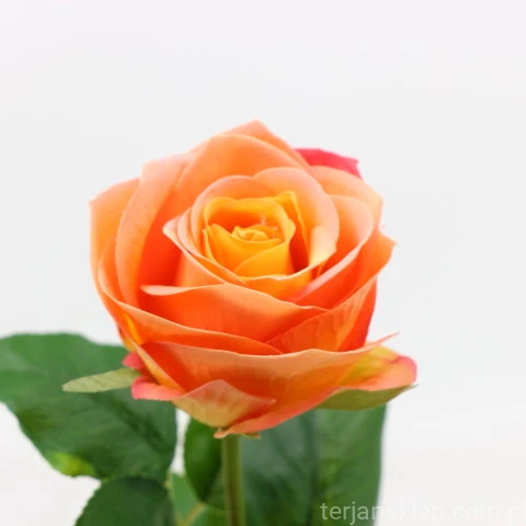 img (35237).JPG