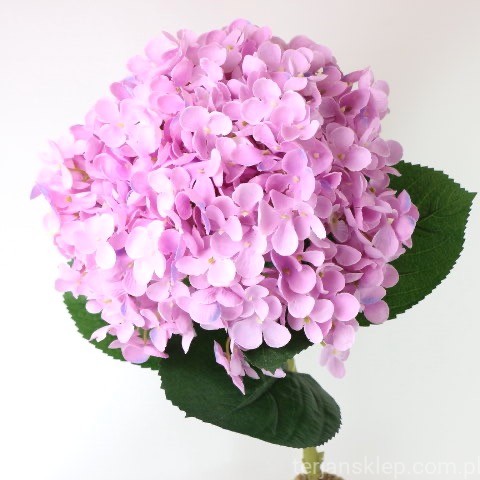 img (35242).JPG