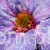 terjan_0002 (34).JPG