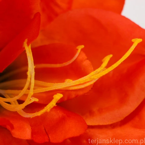 terjan (111).JPG