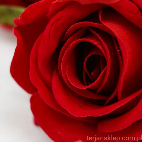 terjan (41).JPG