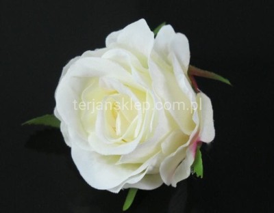 Róża mercedeska N CA813 / CA813 A (12 szt) krem