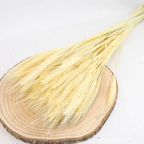 terjan (216).jpg