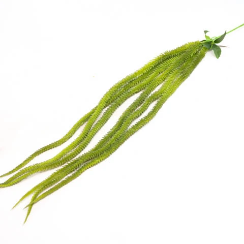 terjan (93).jpg