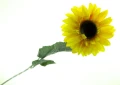 1ee6b0cbd201e788e4d6645ff908fa8c0f75f515