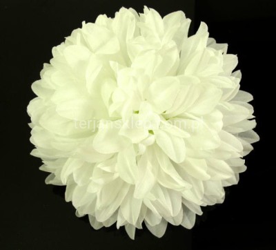 Chryzantema KX021 (12 szt) white