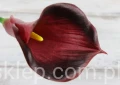 IMG_1353.JPG